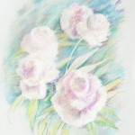 Пионы. Бумага, пастель.
